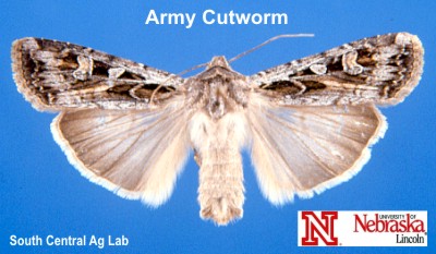 Adult Army Cutworm