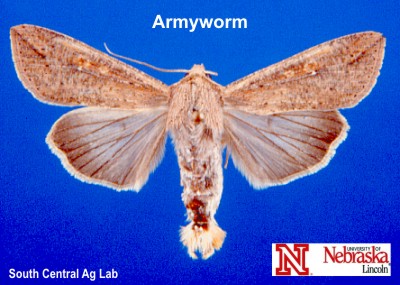 download armyworms