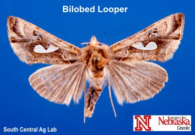 Adult Bilobed Looper