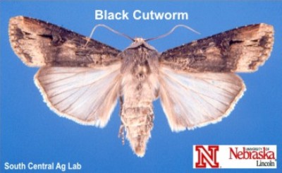 Adult Black Cutworm