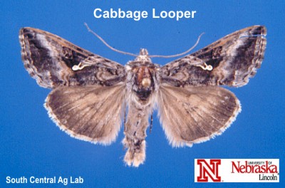 Adult Cabbage Looper