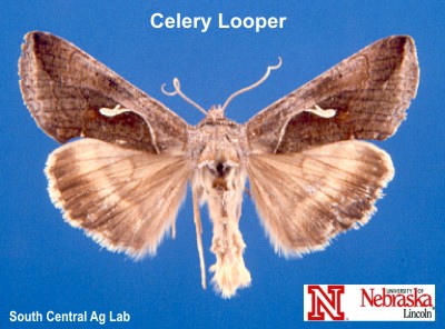 Adult Celery Looper