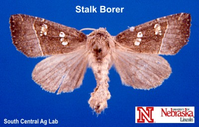 Adult Common Stalk Borer