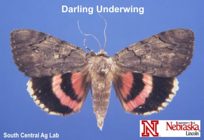 Adult Darling Underwing