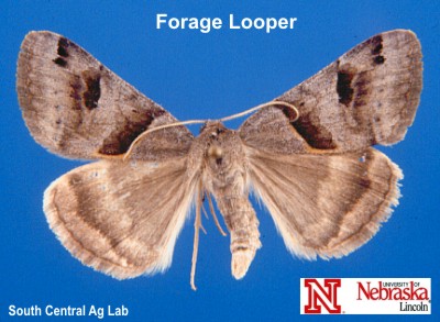 Adult Forage Looper