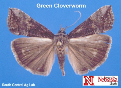 Adult Green Cloverworm