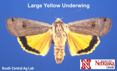 Adult Large Yellow Wing