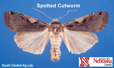 Adult Spotted Cutworm