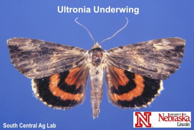 Adult Ultronia Underwing