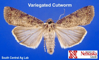 Adult Variegated Cutworm