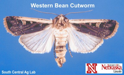 Adult Western Bean Cutworm