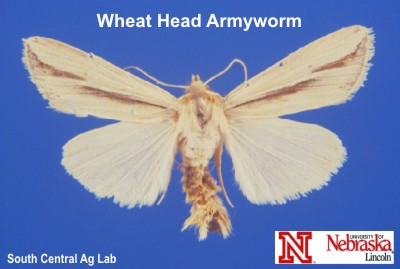 Adult Wheat Head Armyworm