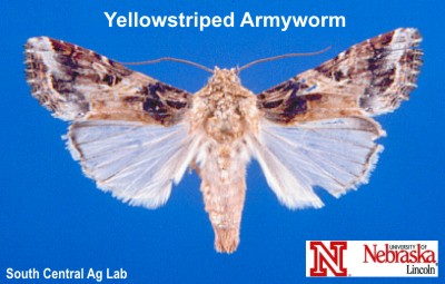 Adult Yellowstriped Armyworm