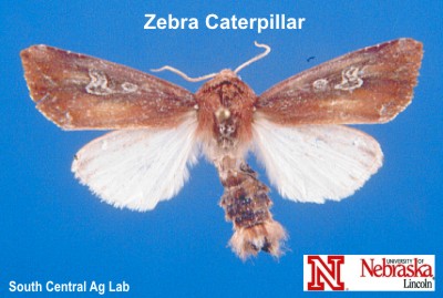 Adult Zebra Caterpillar