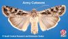 Adult Army Cutworm