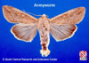 Adult Armyworm