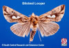 Adult Bilobed Looper