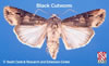 Adult Black Cutworm