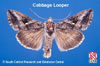 Adult Cabbage Looper