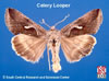 Adult Celery Looper