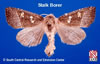 Adult Common Stalk Borer