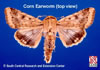 Adult Corn Earworm