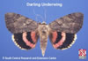 Adult Darling Underwing