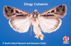 Adult Dingy Cutworm