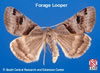 Adult Forage Looper