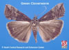 Adult Green Cloverworm