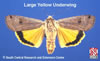 Adult Large Yellow Underwing