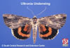 Adult Ultronia Underwing