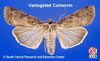 Adult Variegated Cutworm